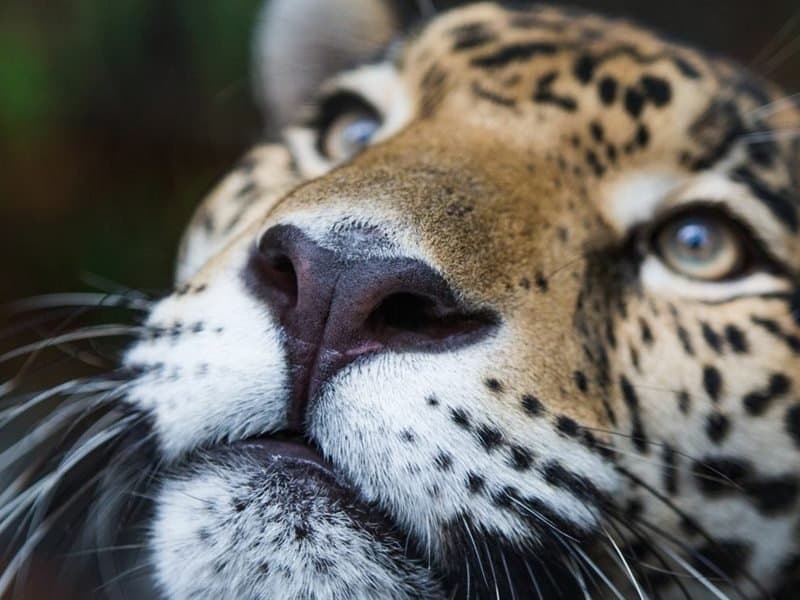 Altun Ha and Belize Zoo Tour from Belize City